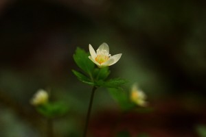 トウゴクサバノオ