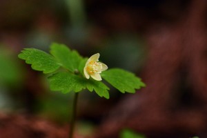 トウゴクサバノオ