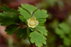 トウゴクサバノオ