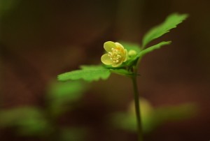 トウゴクサバノオ