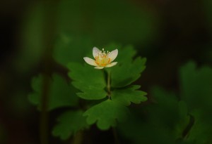 トウゴクサバノオ