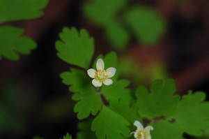 トウゴクサバノオ