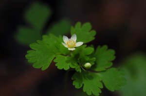 トウゴクサバノオ