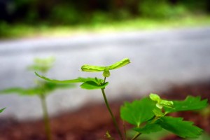 トウゴクサバノオ