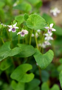 ツボスミレ（ニョイスミレ）