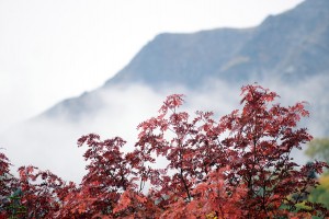 靄と紅葉