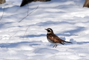 ツグミ