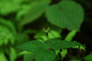 ツクバネソウ0685