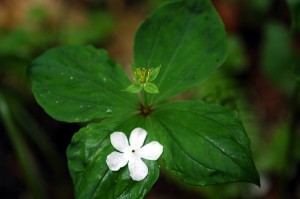 ツクバネソウ0707