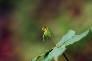 ツクバネソウ0710b