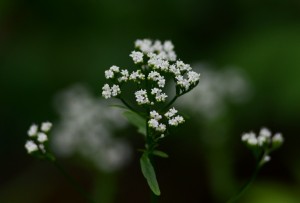 ツルカノコソウ