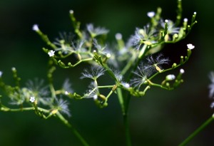 ツルカノコソウ