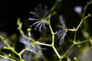 ツルカノコソウ