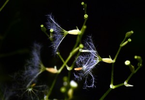 ツルカノコソウ