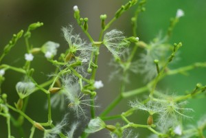 ツルカノコソウ