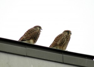 チョウゲンボウ巣立ち雛 チョウゲンボウ巣立ち雛