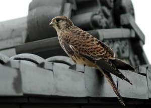 チョウゲンボウ巣立ち雛 チョウゲンボウ巣立ち雛