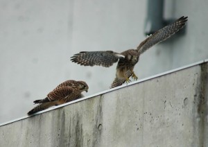 チョウゲンボウ巣立ち雛 チョウゲンボウ巣立ち雛