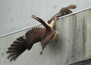 チョウゲンボウ巣立ち雛 チョウゲンボウ巣立ち雛