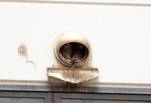 チョウゲンボウ