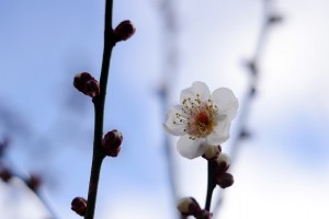 梅の花