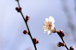 梅の花