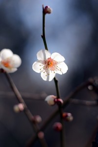 梅の花