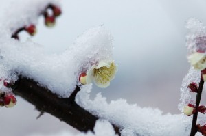 梅に淡雪6356