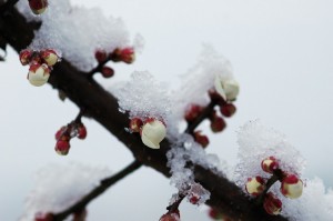 梅に淡雪6357