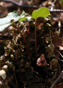 ウスバサイシン