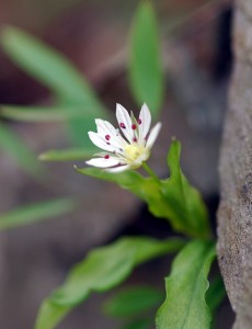 ワチガイソウ7590