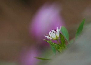 ワチガイソウ7600