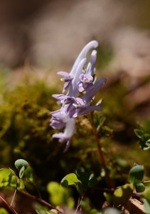 ヤマエンゴサク