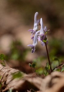 ヤマエンゴサク