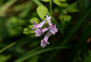 ヤマエンゴサク