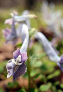 ヤマエンゴサク