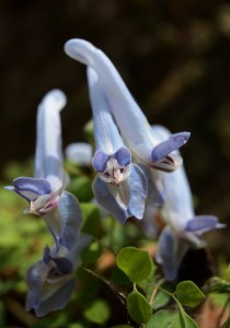 ヤマエンゴサク