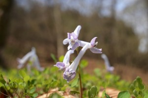 ヤマエンゴサク