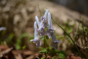 ヤマエンゴサク