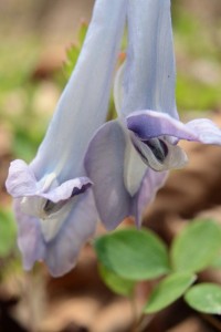 ヤマエンゴサク