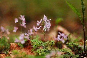 ヤマエンゴサク