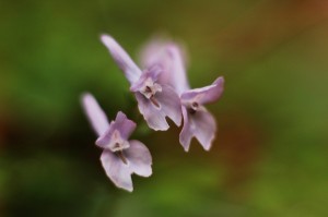 ヤマエンゴサク