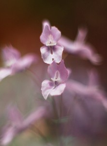 ヤマエンゴサク