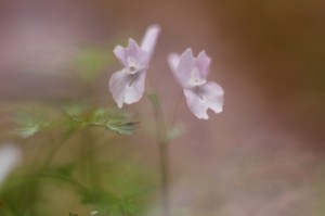 ヤマエンゴサク