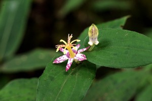 ヤマジノホトトギス