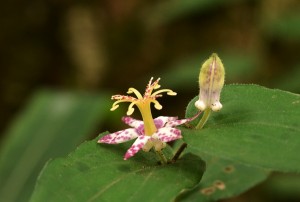 ヤマジノホトトギス