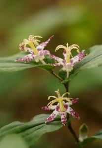 ヤマジノホトトギス