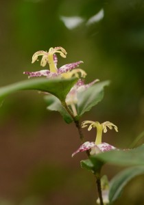 ヤマジノホトトギス