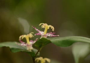 ヤマジノホトトギス