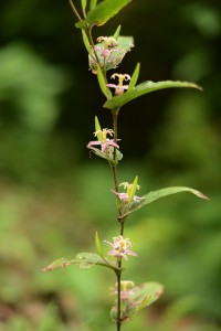 ヤマジノホトトギス